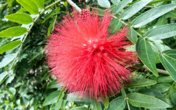 bottle brush plant