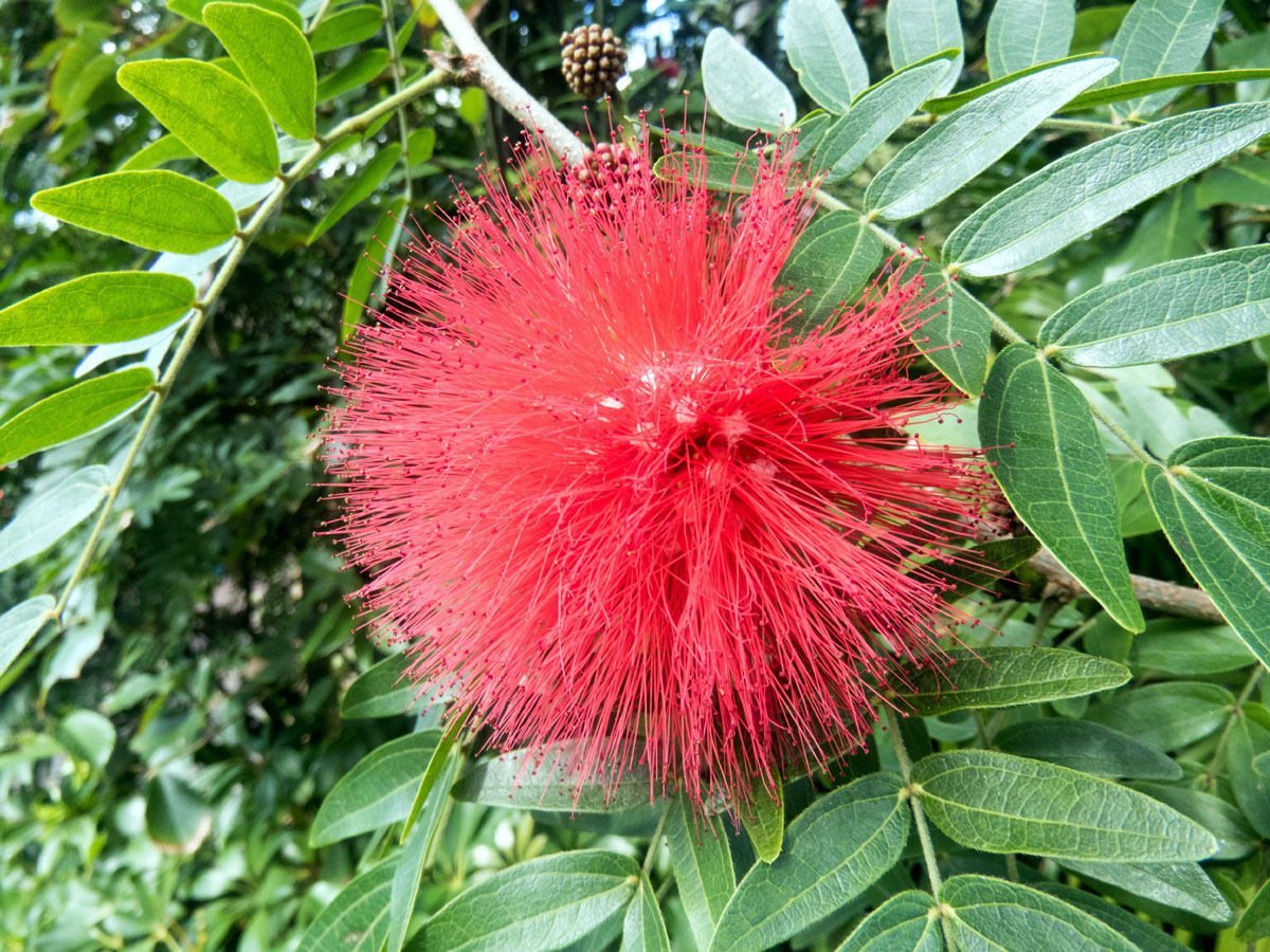 The Bottle Brush Tree: A Comprehensive Guide to Care, Varieties, and Fascinating Facts