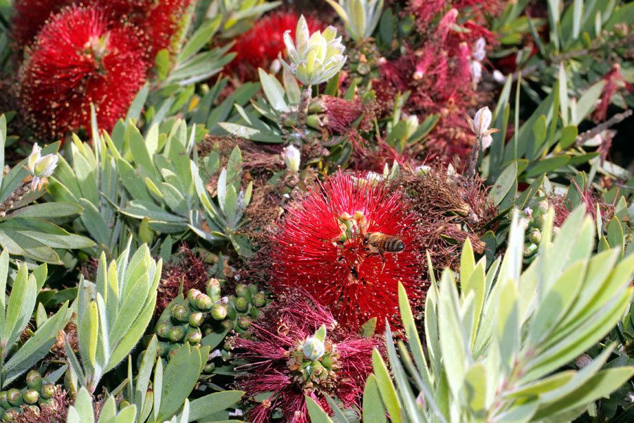 Callistemon Flowers | bottle brush plant