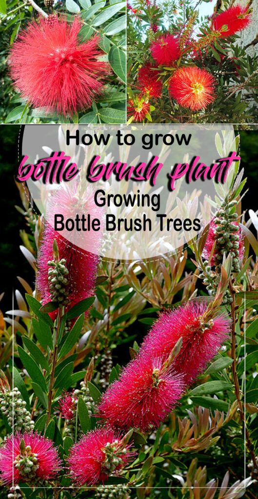 bottle brush plant | Callistemon Flowers