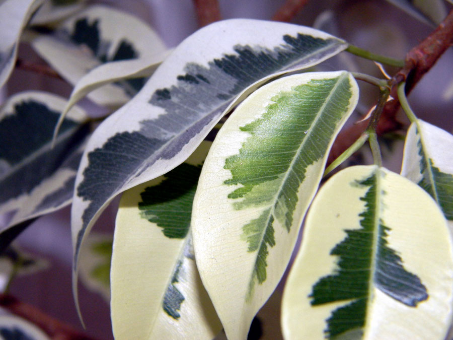 Ficus Plant (Ficus benjamina)