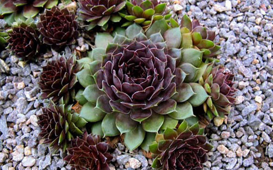 Hens and Chicks