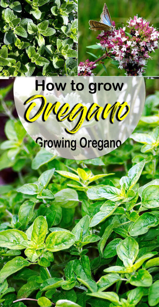 Growing Oregano