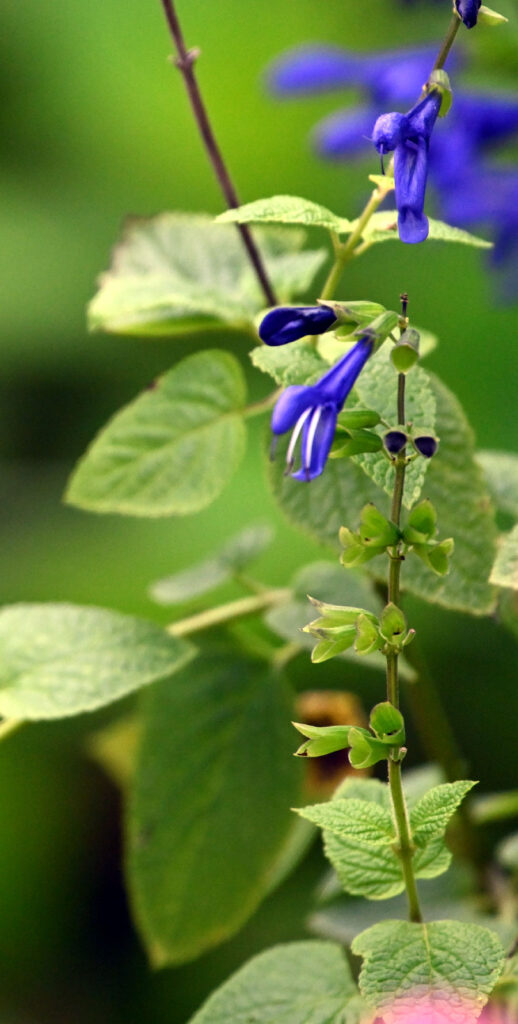 chia seeds | Salvia hispanica