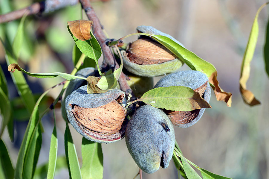 Almond Trees