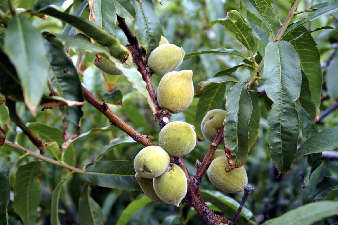 How to Grow Almond Trees | Growing Almonds in right climate