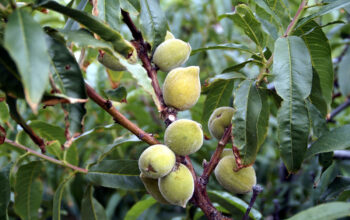 Almond Trees