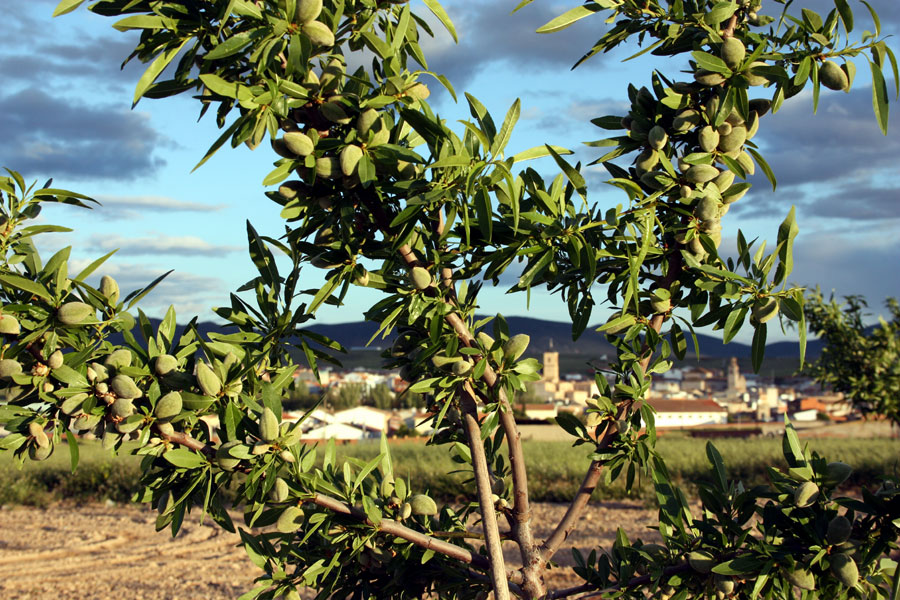 Almond Trees | Badam