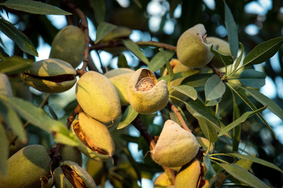 Almond Trees