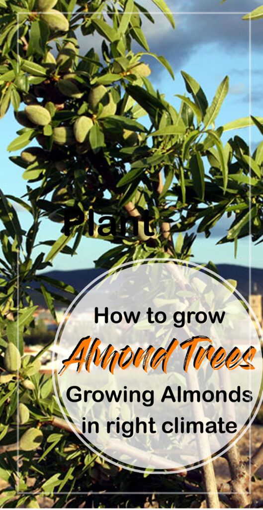 Almond Trees | Badam tree