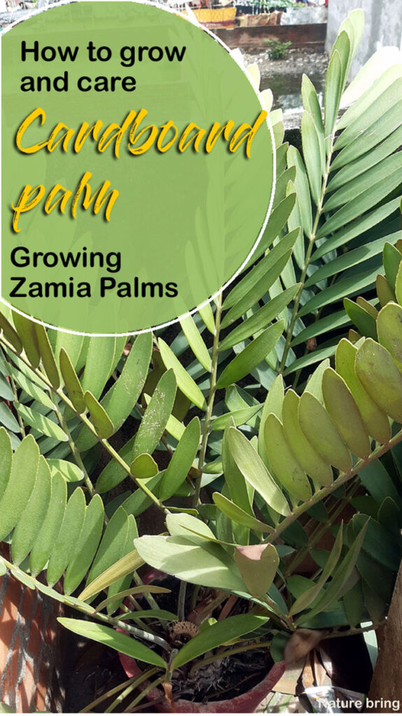 Cardboard Palm | Zamia Palms