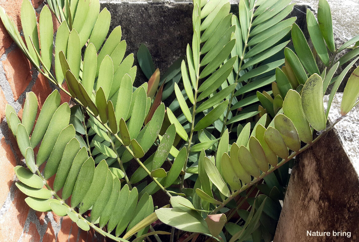 How to Grow Cardboard Palm in pots | Growing Zamia Palms