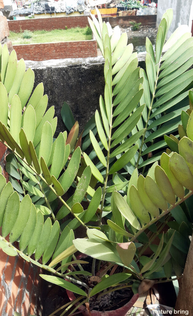 Zamia Palms