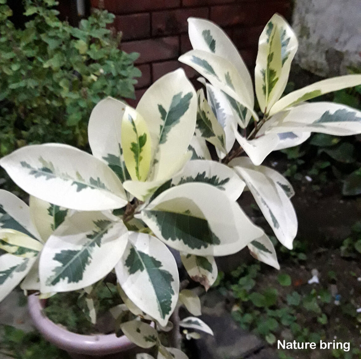 Ficus Plant (Ficus benjamina) | How to Care Ficus Houseplants in Winter