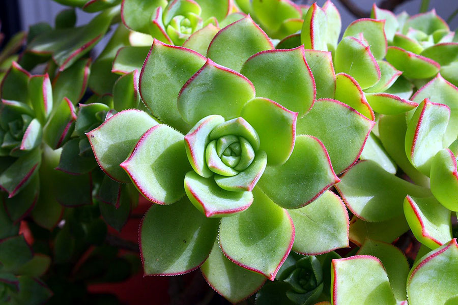 Hens and Chicks Plant