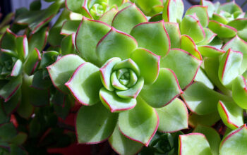 hens and chicks