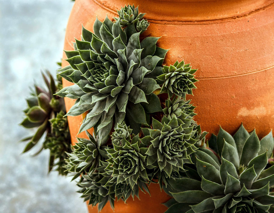 Sempervivum Succulents