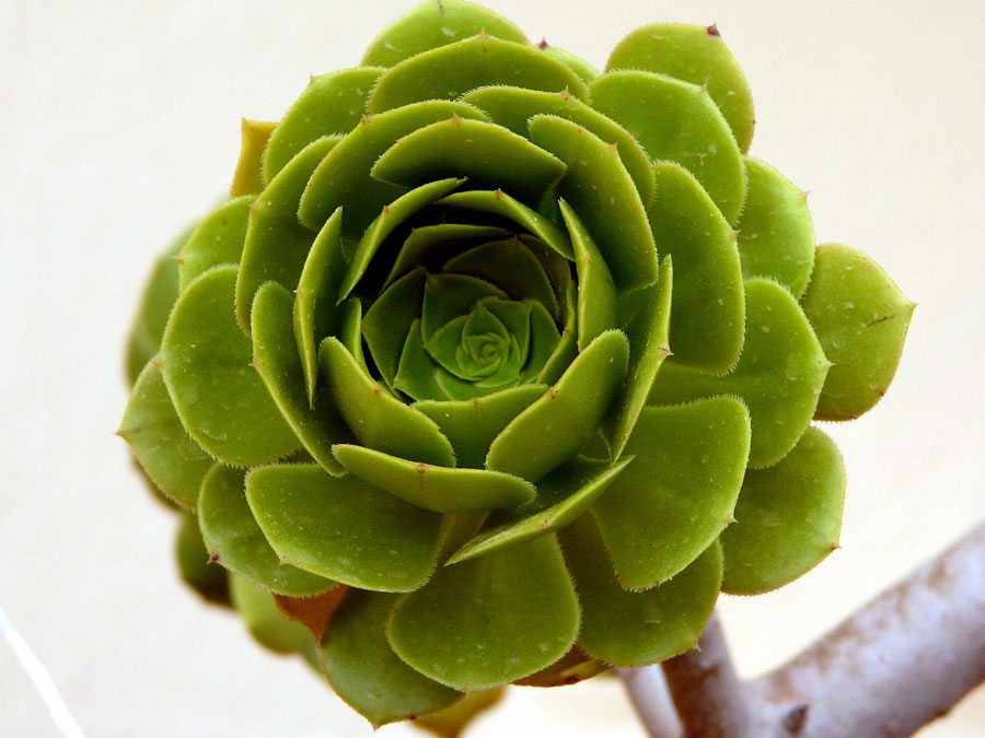 aeonium arboreum