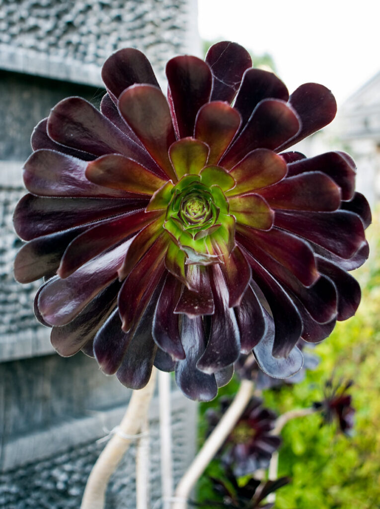 Aeonium plants