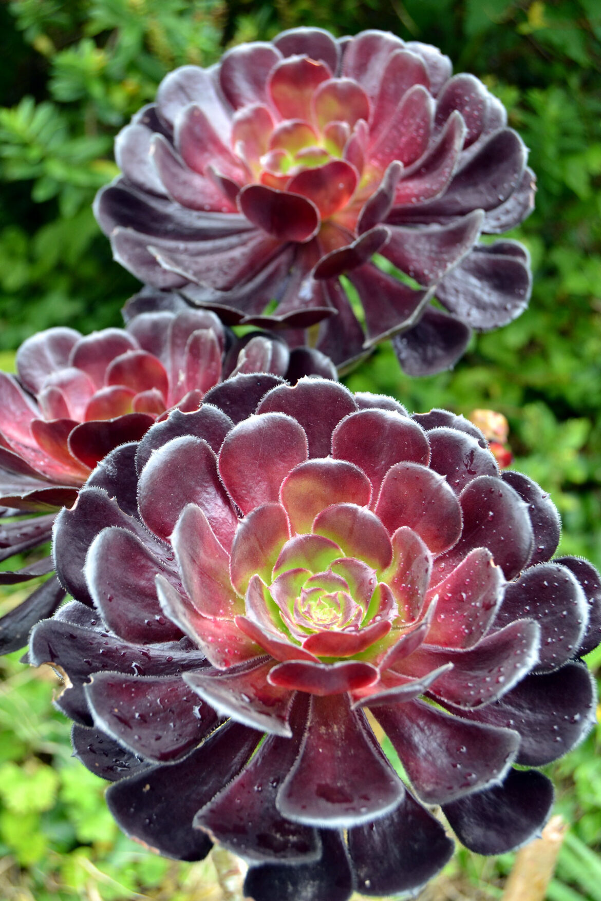 How to Grow Aeonium | aeonium arboreum growing from cuttings