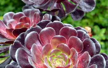 aeonium arboreum