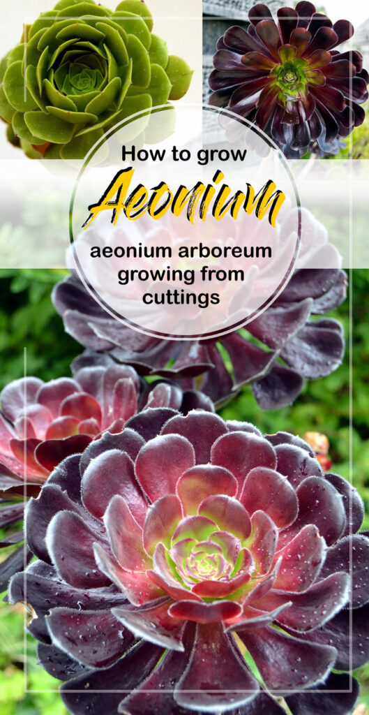 Aeonium | aeonium arboreum