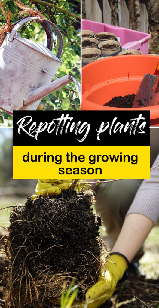 How to repot plants