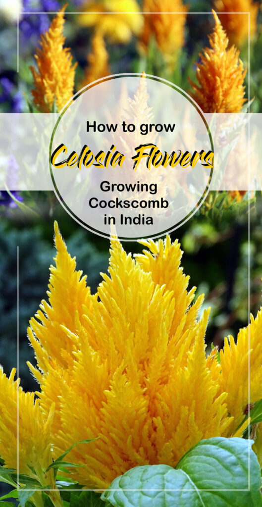 How to Grow Celosia Flowers | Growing Cockscomb in India Celosia Flowers | Cockscomb