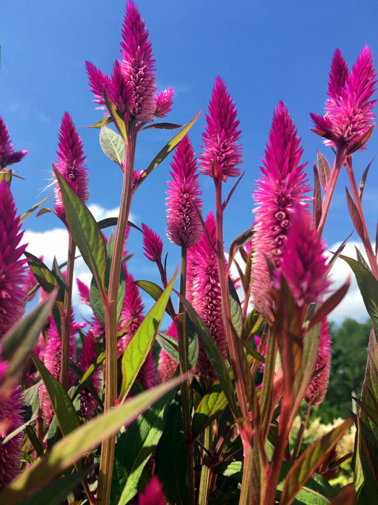 How to Grow Celosia Flowers | Growing Cockscomb in India Celosia Flowers | Cockscomb