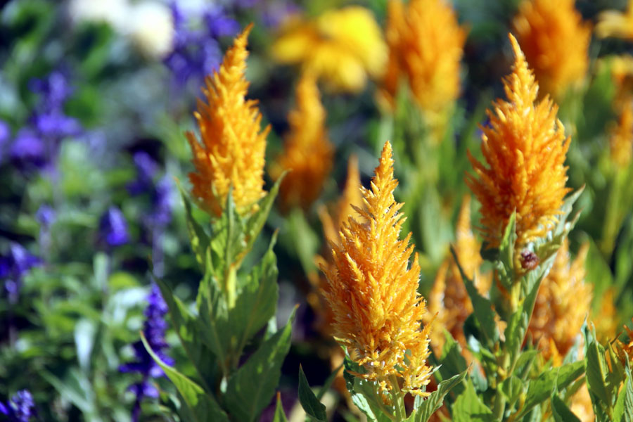 How to Grow Celosia Flowers | Growing Cockscomb in India Celosia Flowers
