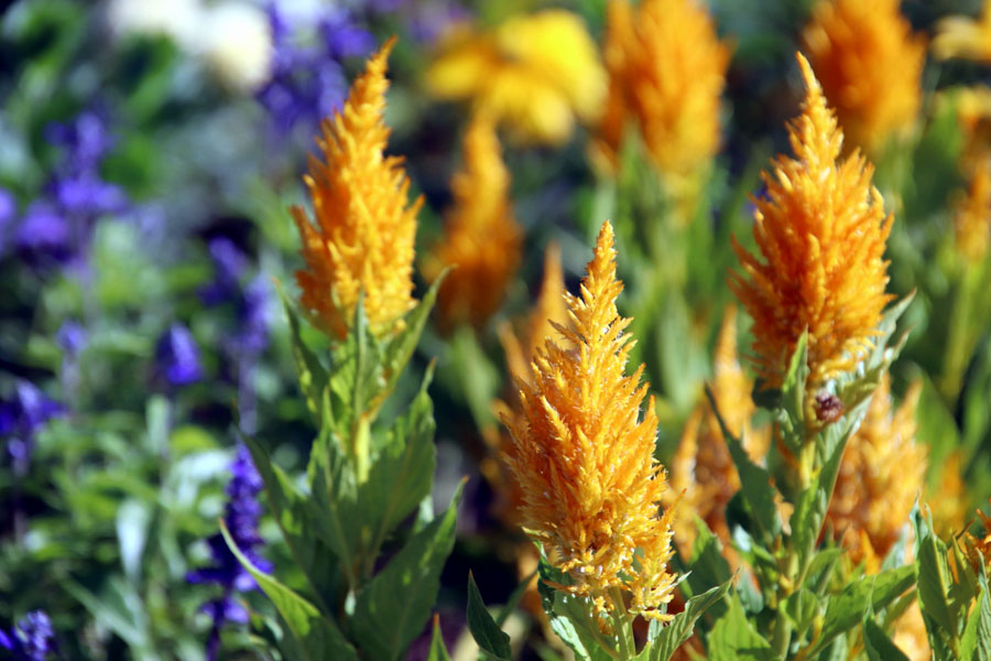 Celosia Flowers