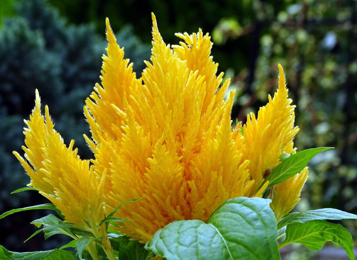 How to Grow Celosia Flowers | Growing Cockscomb in India