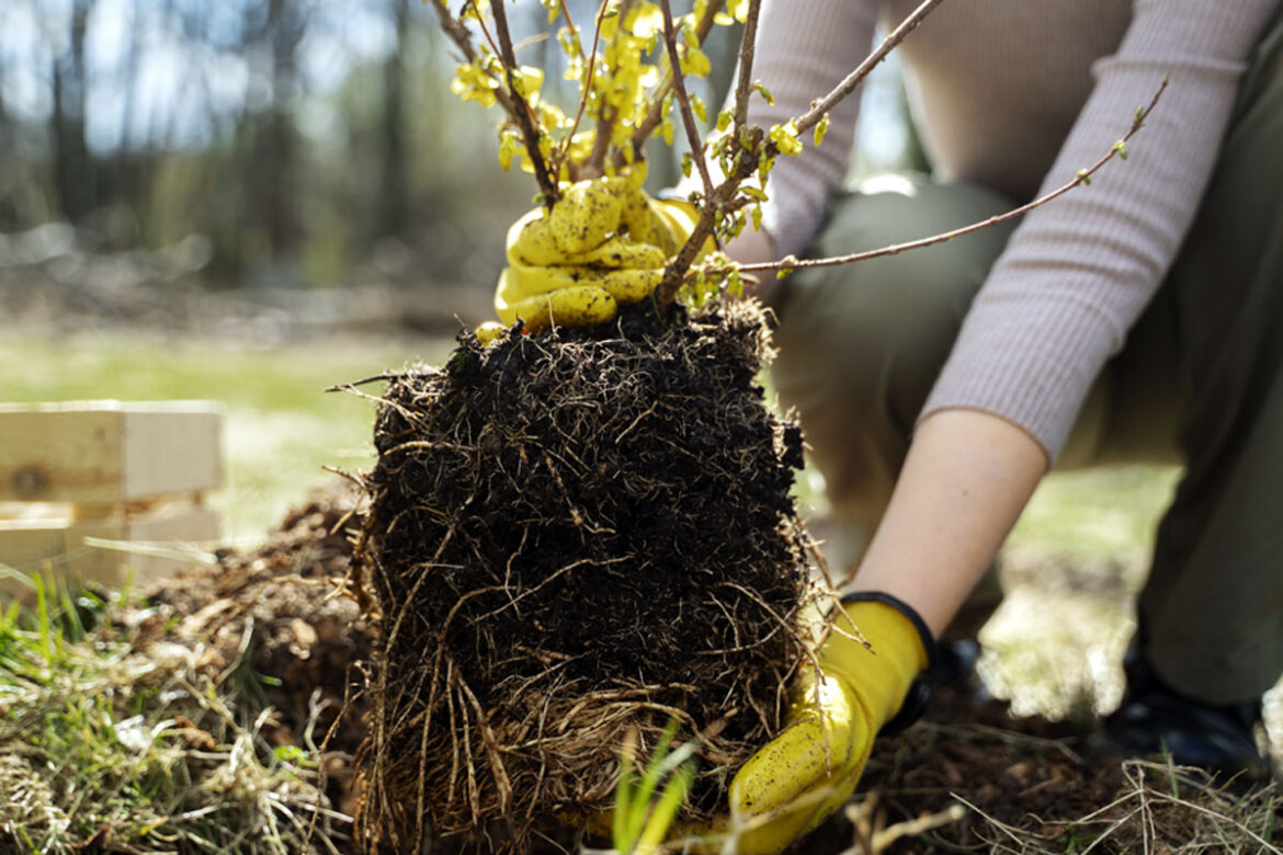 How to repot plants | Repotting plants during the growing season