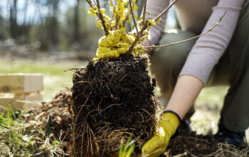 How to repot plants