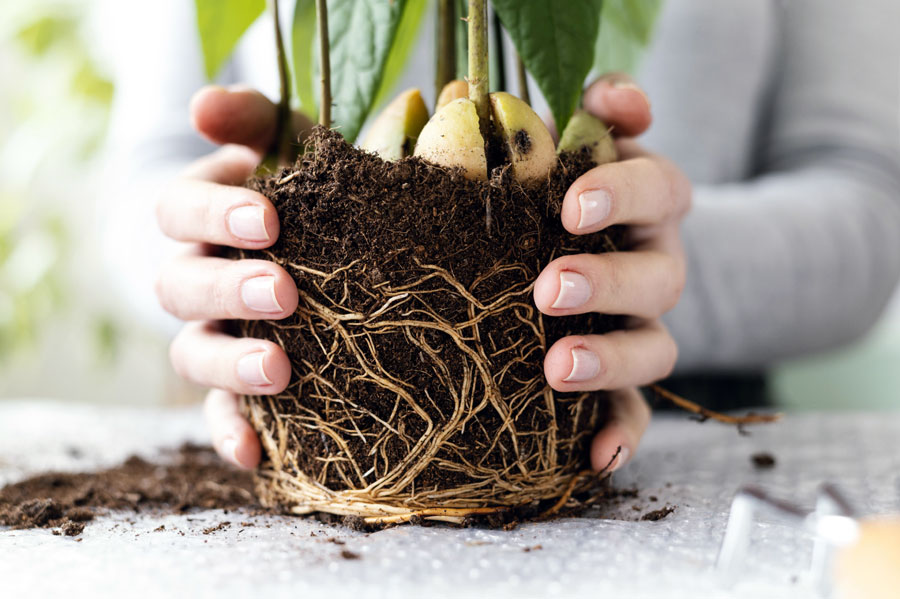 How to repot plants | Repotting plants during the growing season How to repot plants\