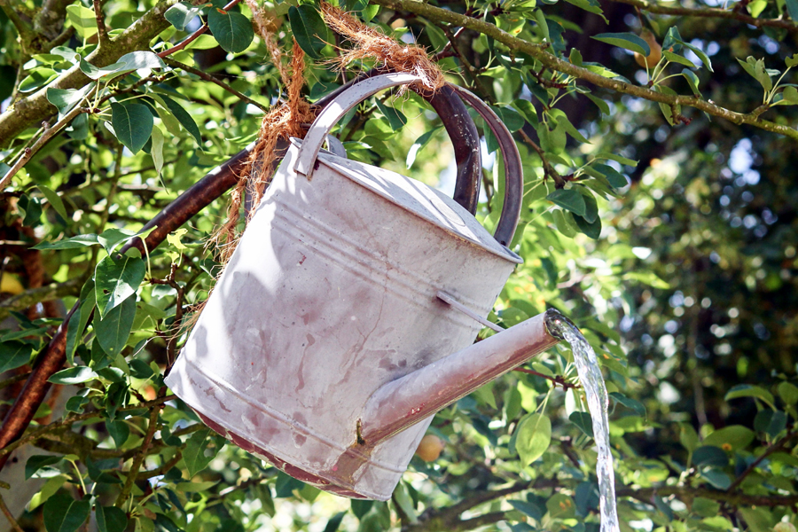 How to repot plants | Repotting plants during the growing season How to repot plants