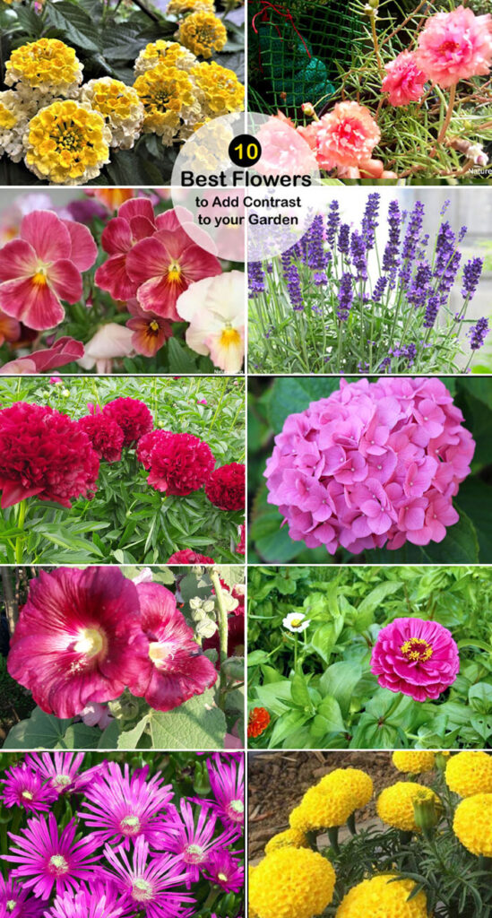 10 types of flowers to Add Contrast | Best Flowers for garden types of flowers