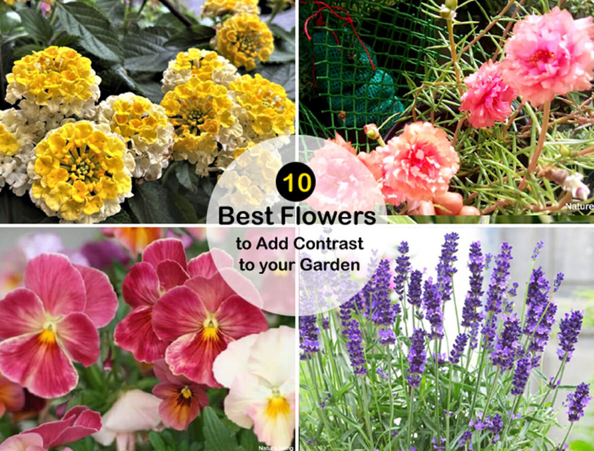10 types of flowers to Add Contrast | Best Flowers for garden