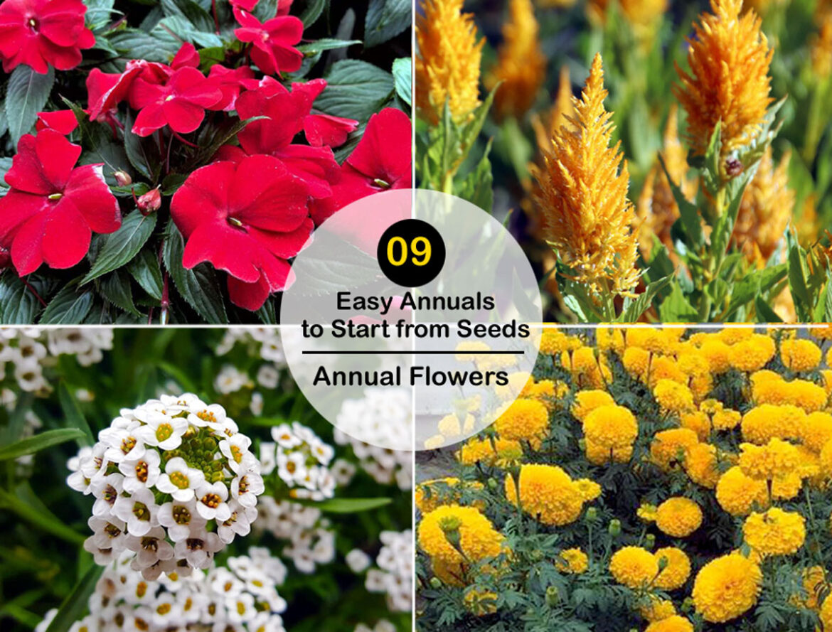 9 Easy Annuals to Start from Seeds | Annual Flowers