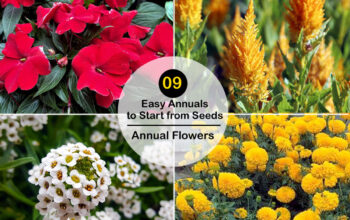 Annuals