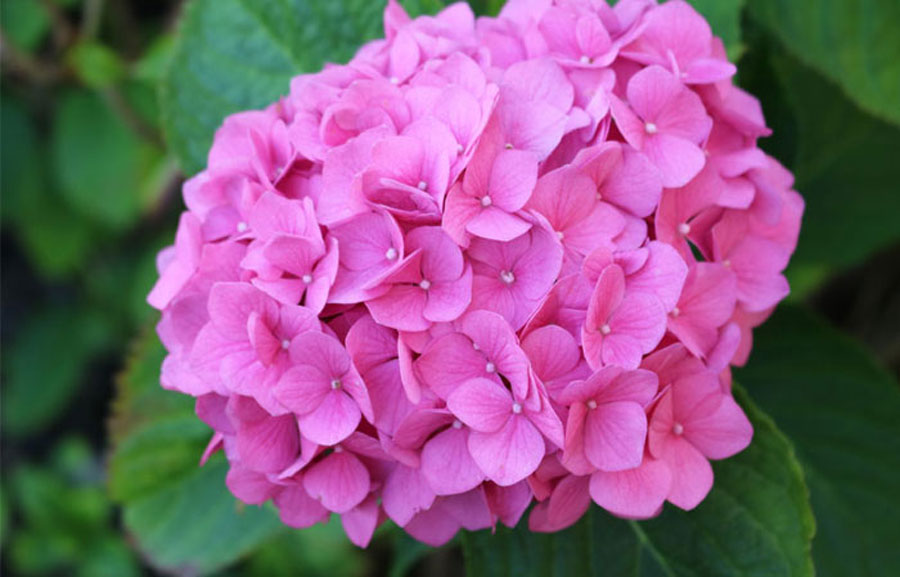 10 types of flowers to Add Contrast | Best Flowers for garden types of flowers