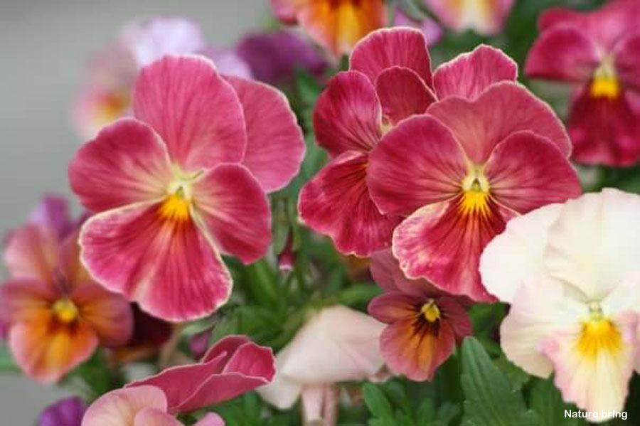 10 types of flowers to Add Contrast | Best Flowers for garden 10 types of flowers