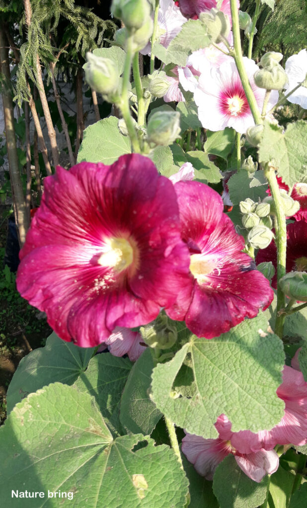 10 types of flowers to Add Contrast | Best Flowers for garden Best Flowers