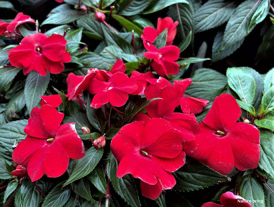 Impatiens