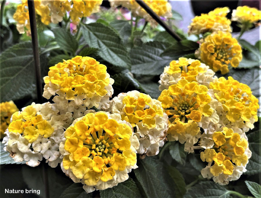 types of flowers