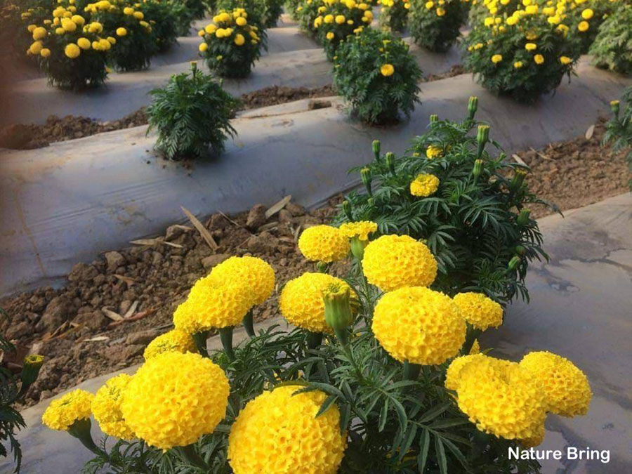 10 types of flowers to Add Contrast | Best Flowers for garden types of flowers