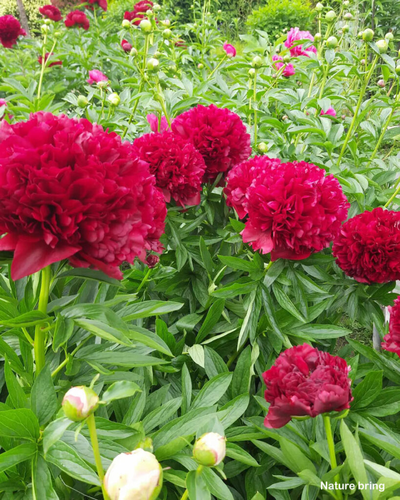 10 types of flowers to Add Contrast | Best Flowers for garden Best Flowers