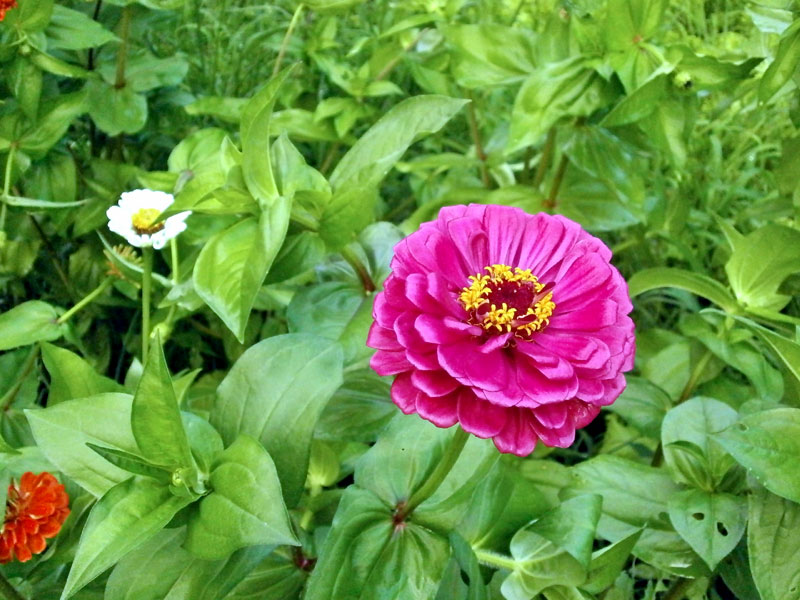 types of flowers