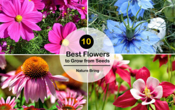 Best Flowers to Grow from Seeds 
