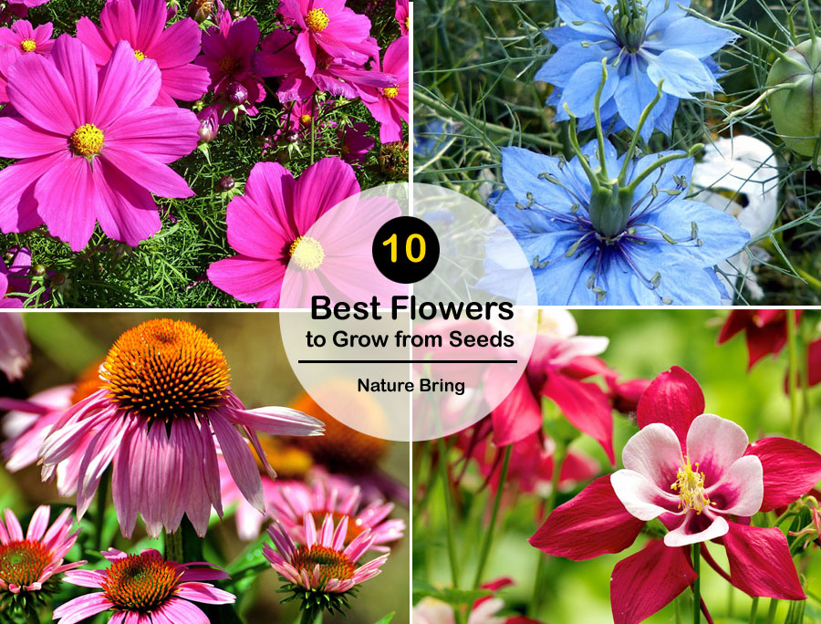 10 Best Flowers to Grow from Seeds   
